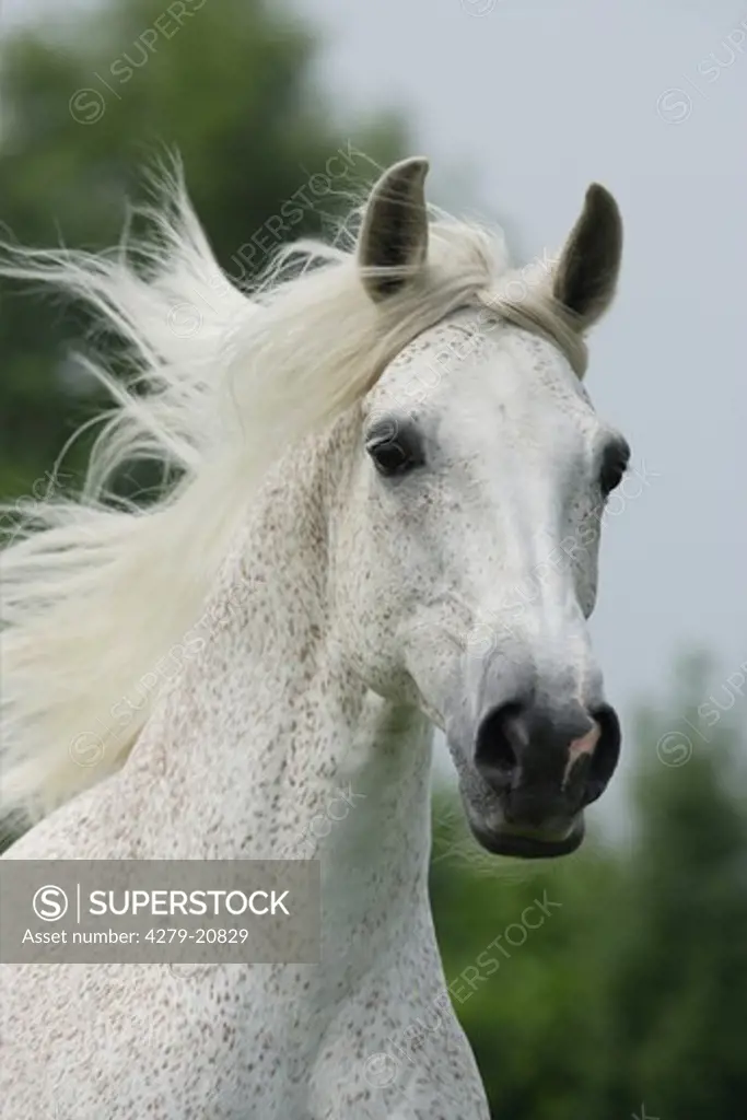 Arabian horse - portrait
