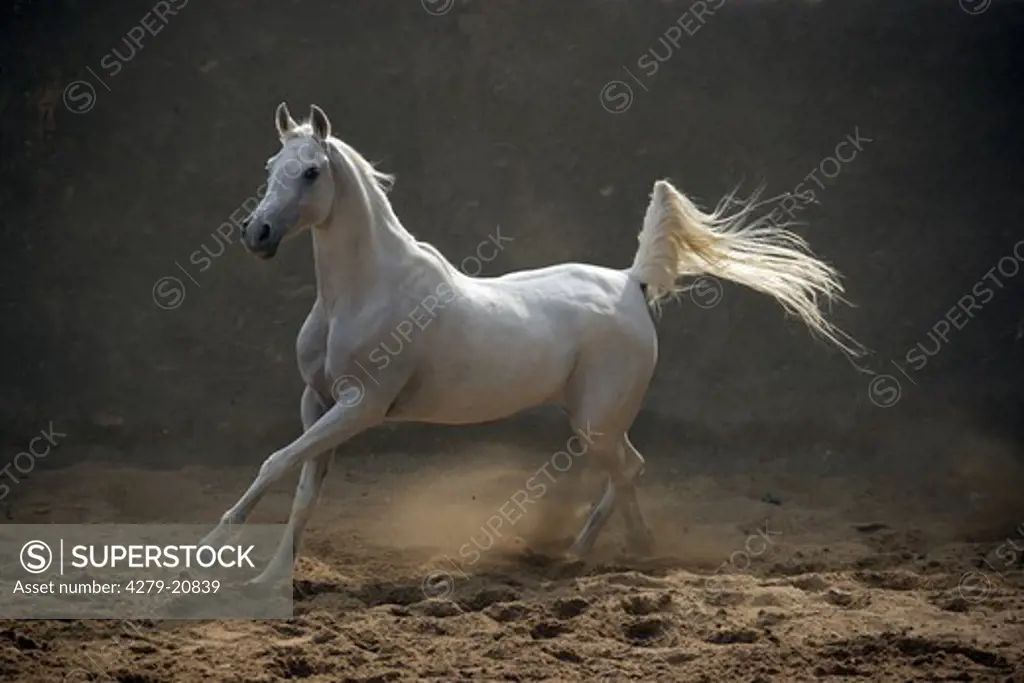 Arabian horse - in sand