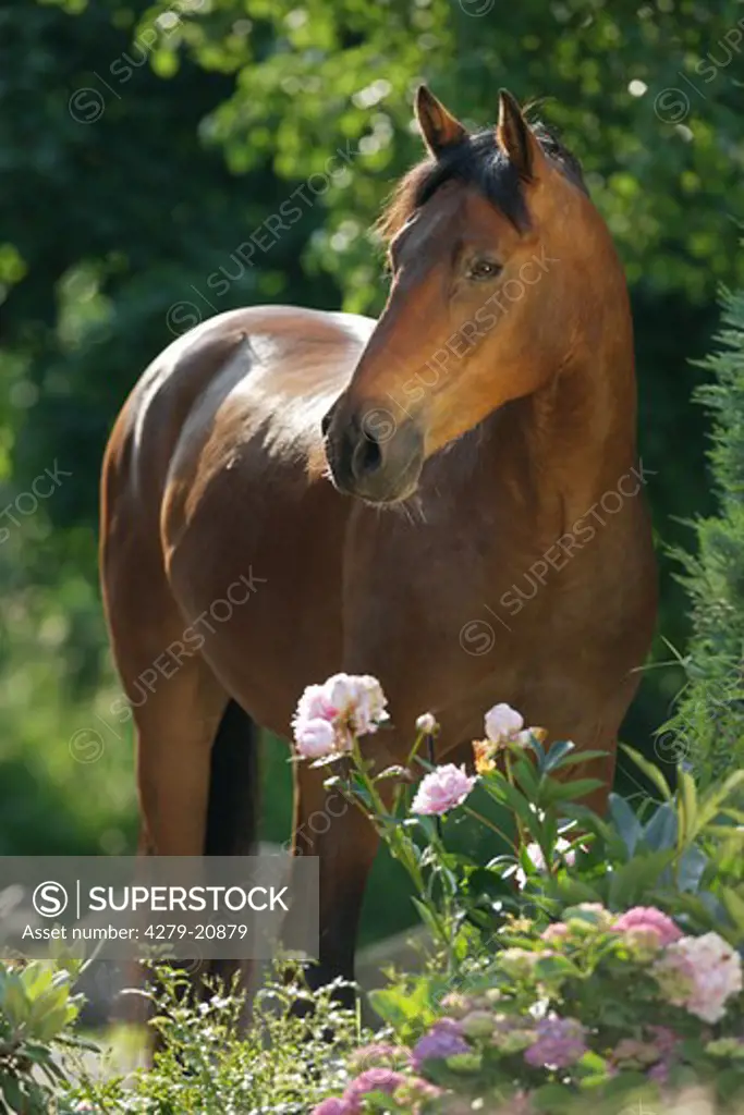 Anglo-Arabian horse - standing