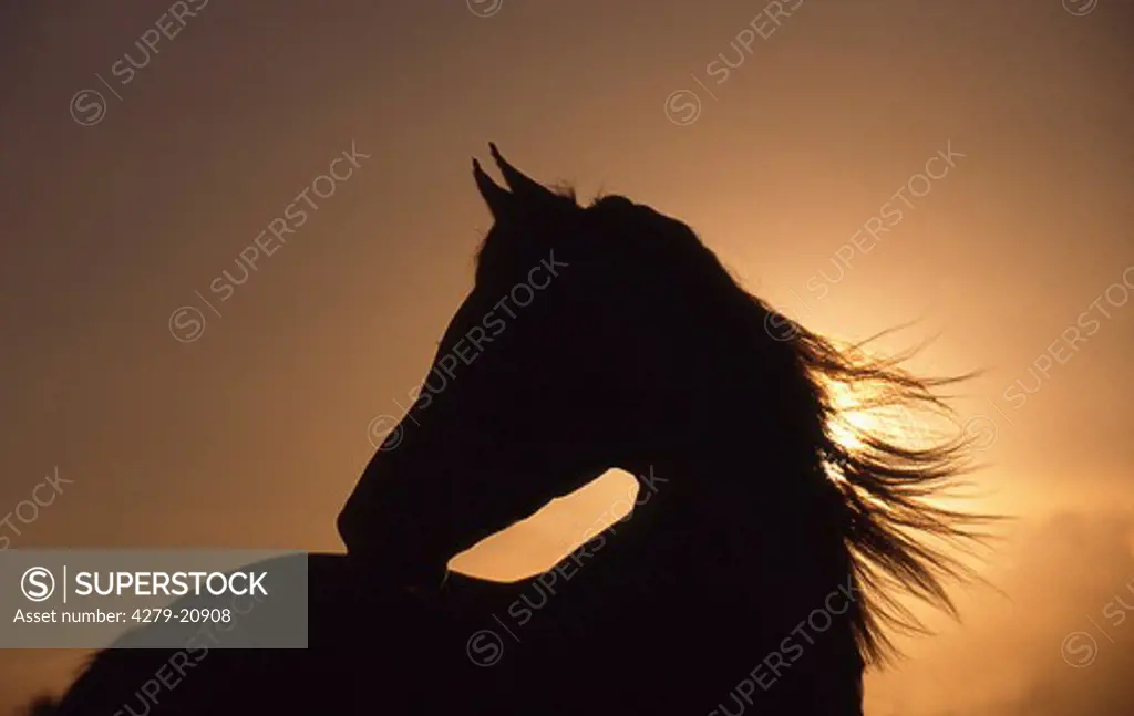 Arabian horse - portrait - sunset