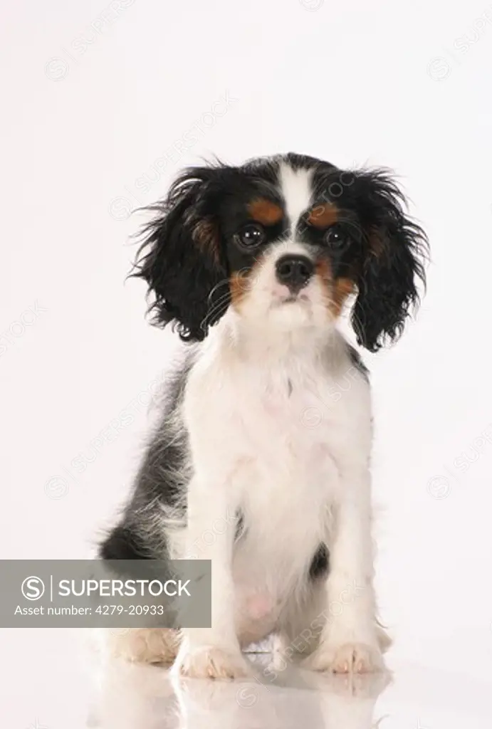Cavalier King Charles Spaniel - puppy - cut out