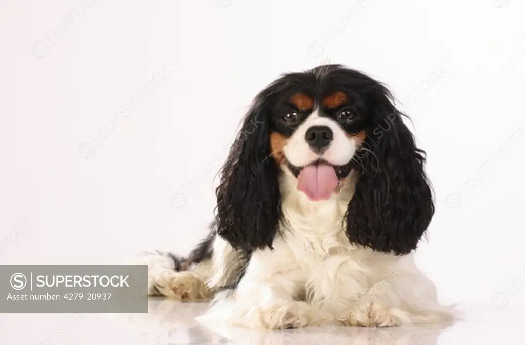 Cavalier King Charles Spaniel - lying - cut out
