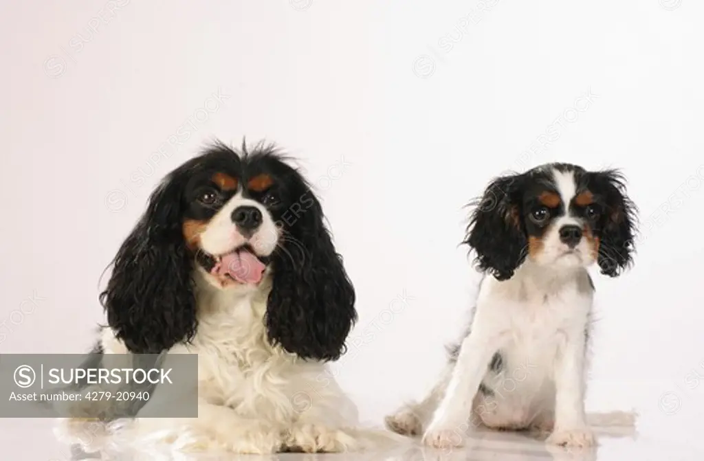Cavlier King Charles Spaniel and puppy