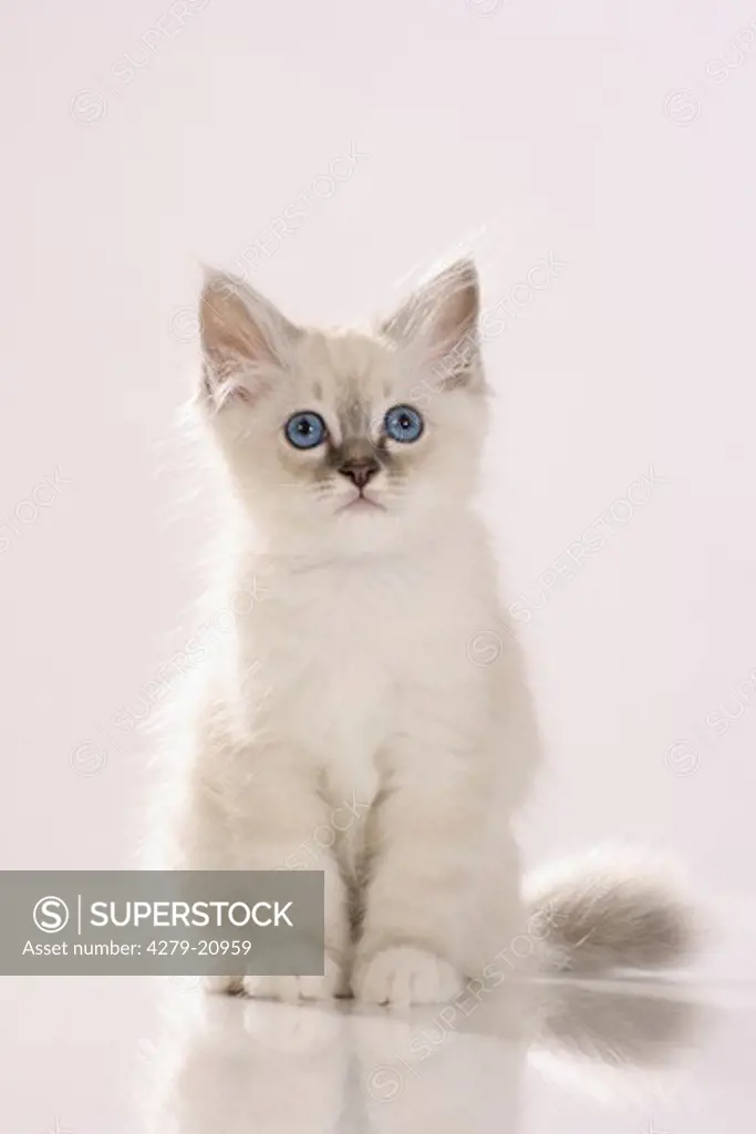 Sacred cat of Burma - kitten - sitting