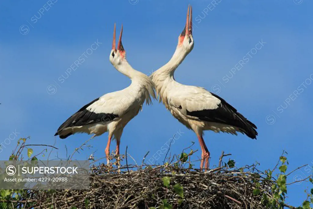 two White storks mating in nest, Ciconia ciconia