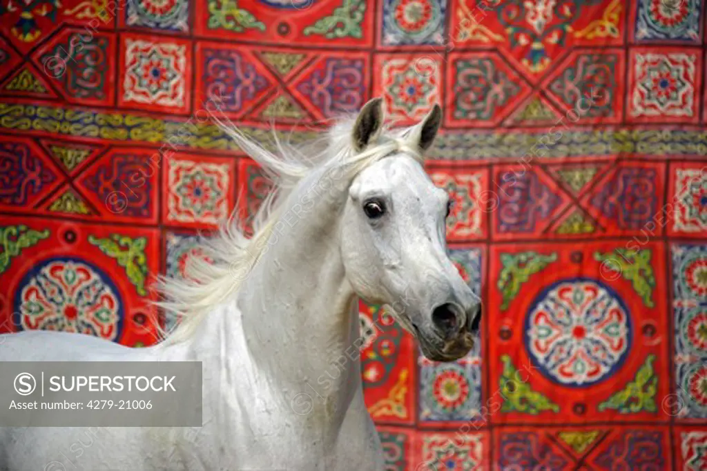 Asil-Arabian horse - portrait