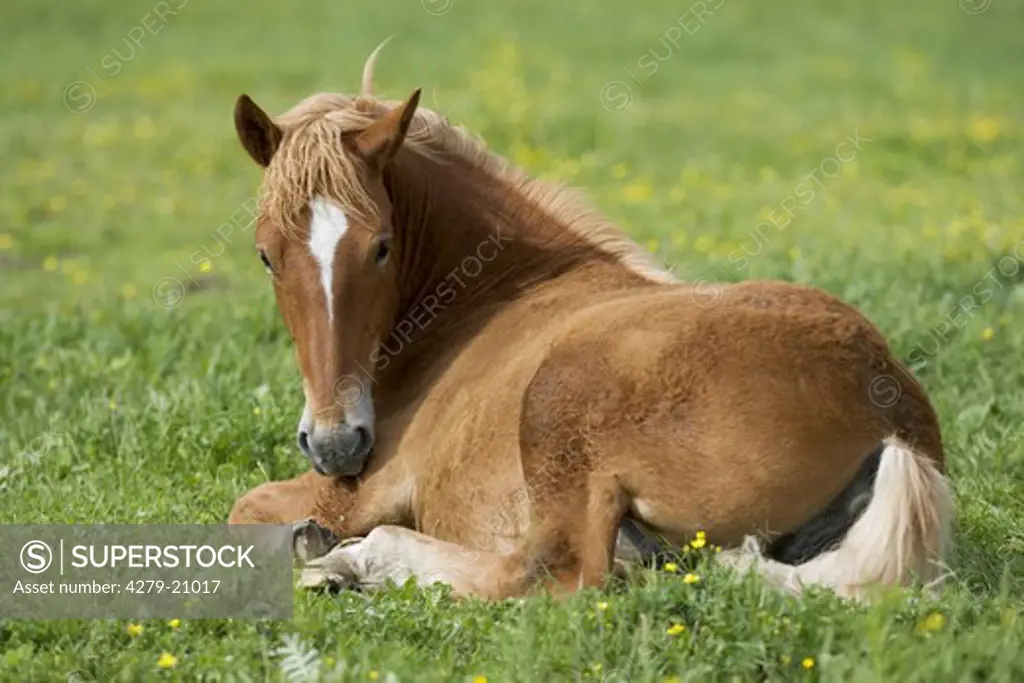 Czech coldblood horse -lying on meadow