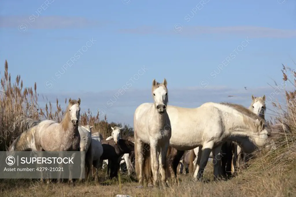Camargue horses - portrait