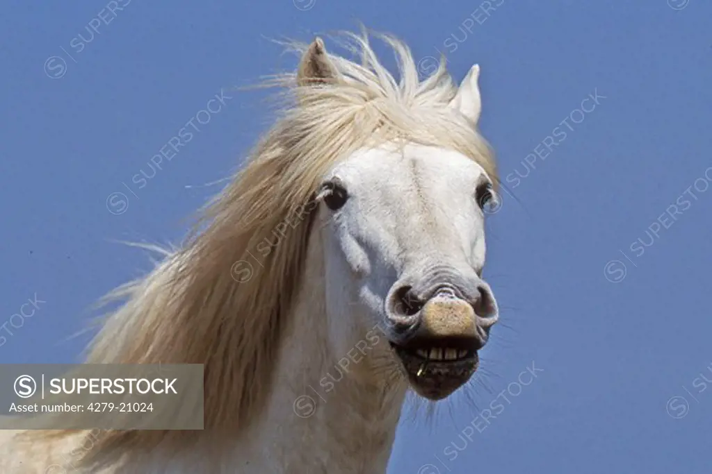 Camargue horse - portrait
