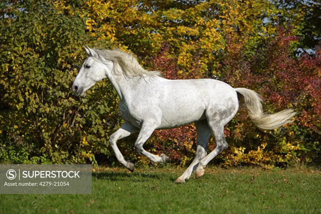 horse (Cruzado) - galloping on meadow