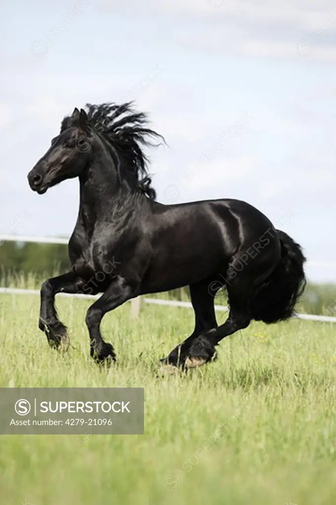 Friesian horse - galloping on meadow