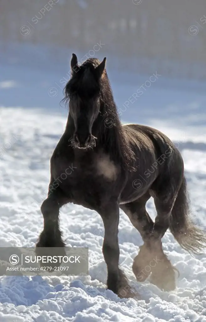 Friesian horse - in snow