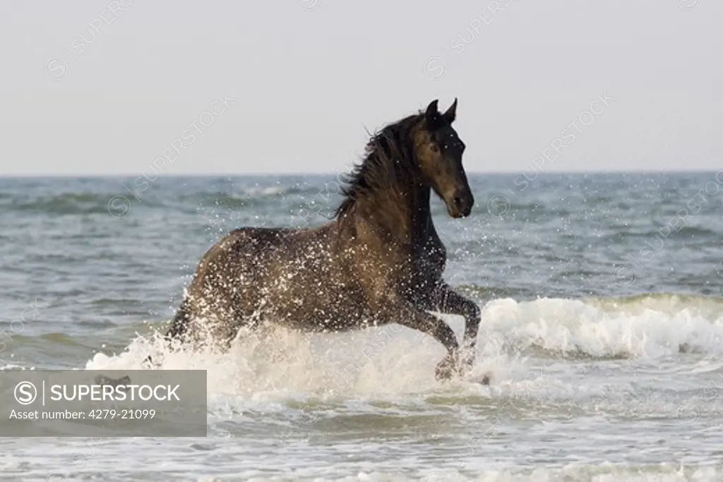 Friesian horse - runnging in water