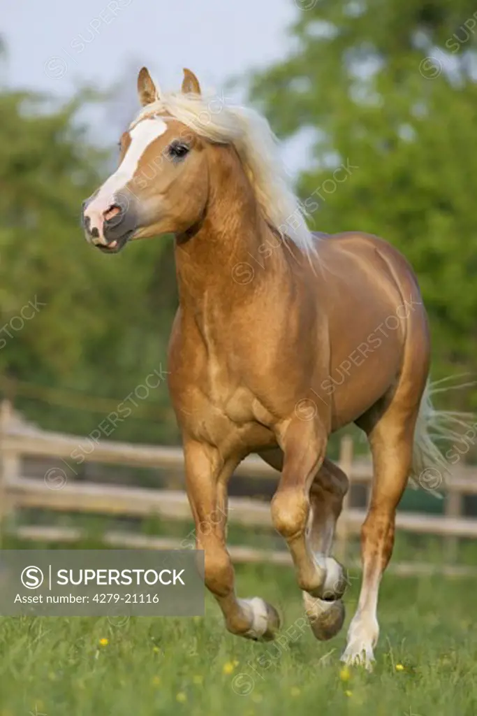 Haflinger - galloping on meadow