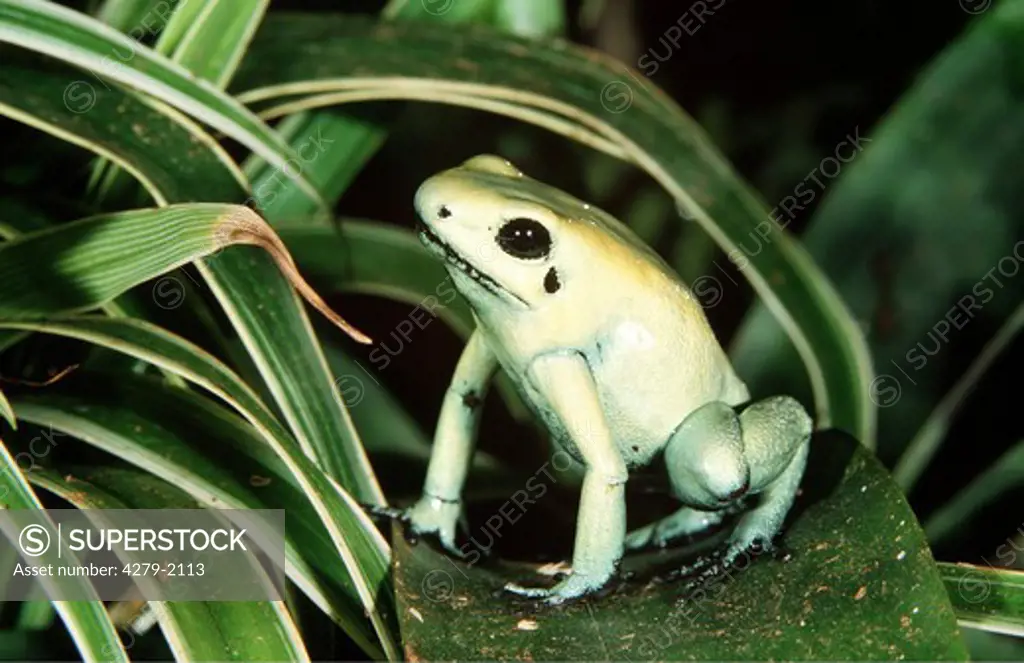 phyllobates terribilis, golden poison frog