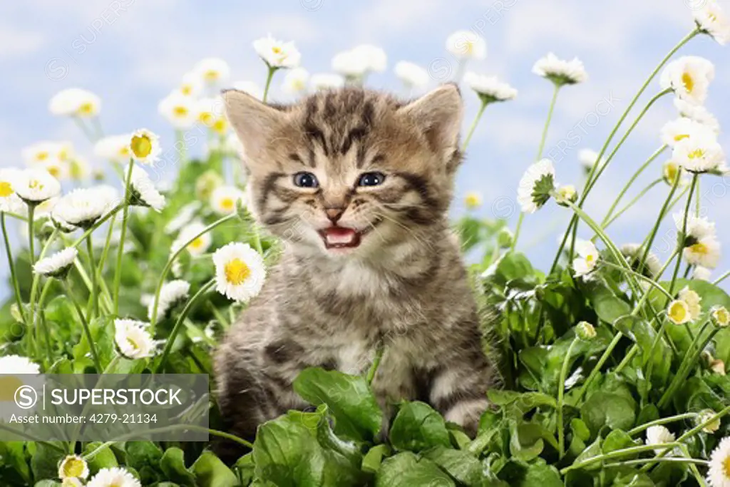 kitten between flowers