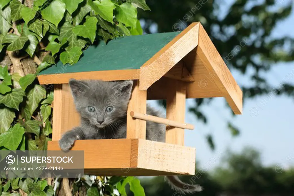 kitten in birdhouse
