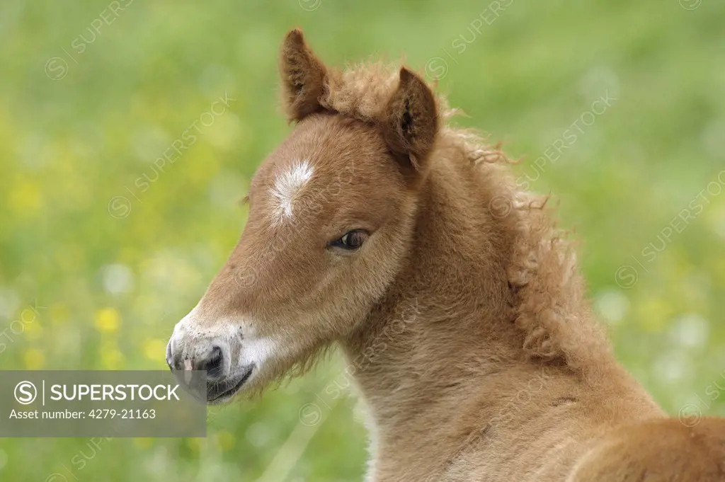 Icelandic horse - foal - portrait
