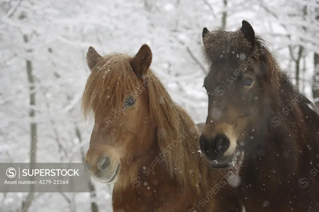 two Icelandic horses - portrait - winter