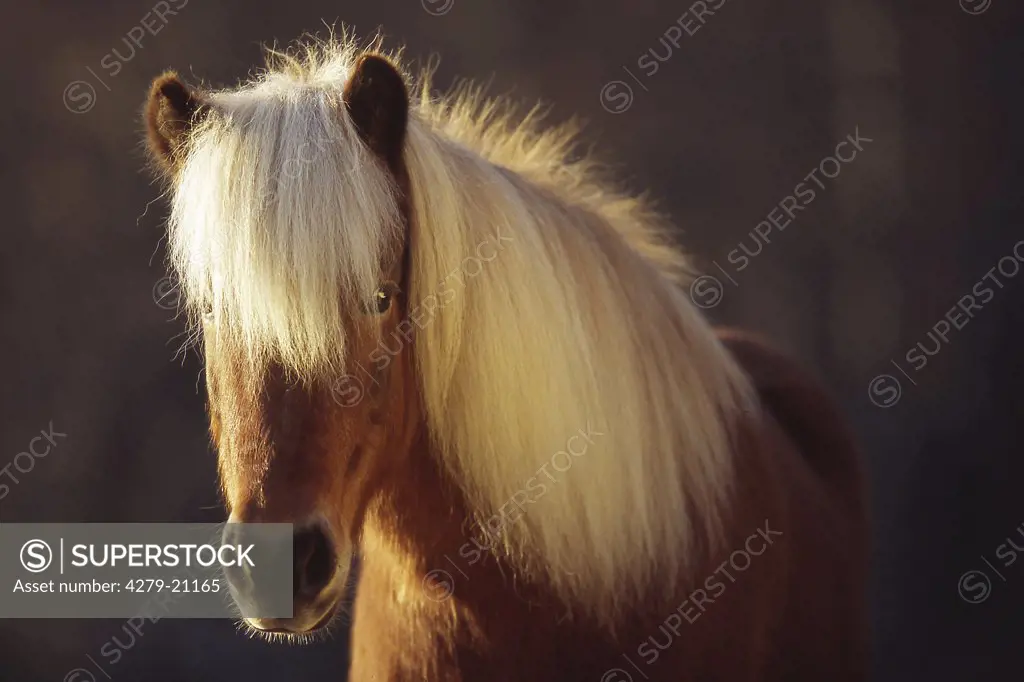 Icelandic horse - portrait