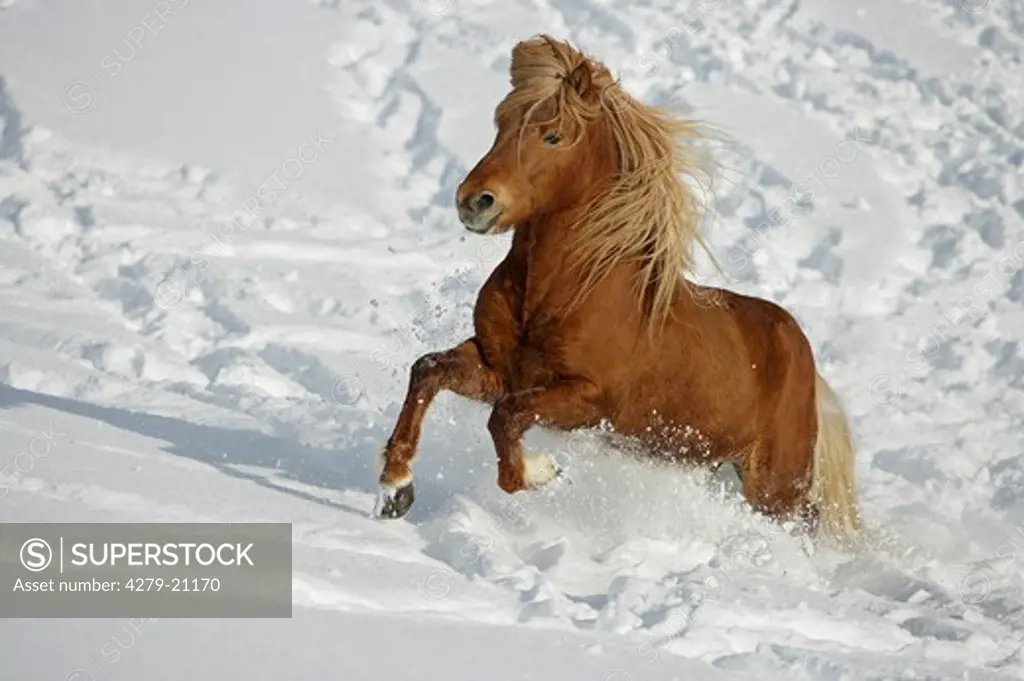 Icelandic horse - running in snow
