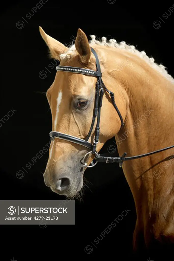 Kinsky horse - portrait