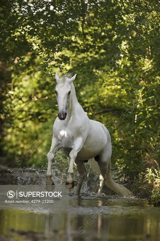 Lipizzan horse - running in water
