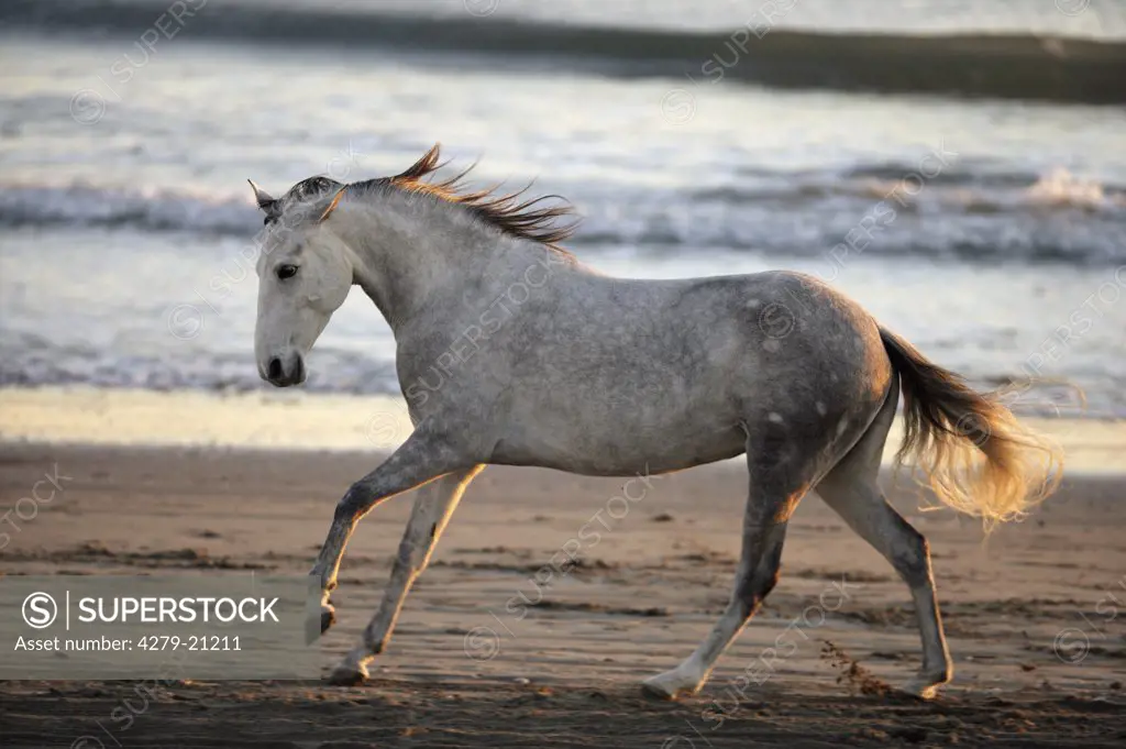 horse - (Lusitano-Mix) - at the beach