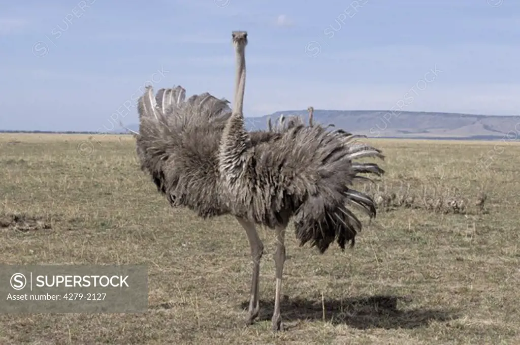 Struthio camelus, Ostrich