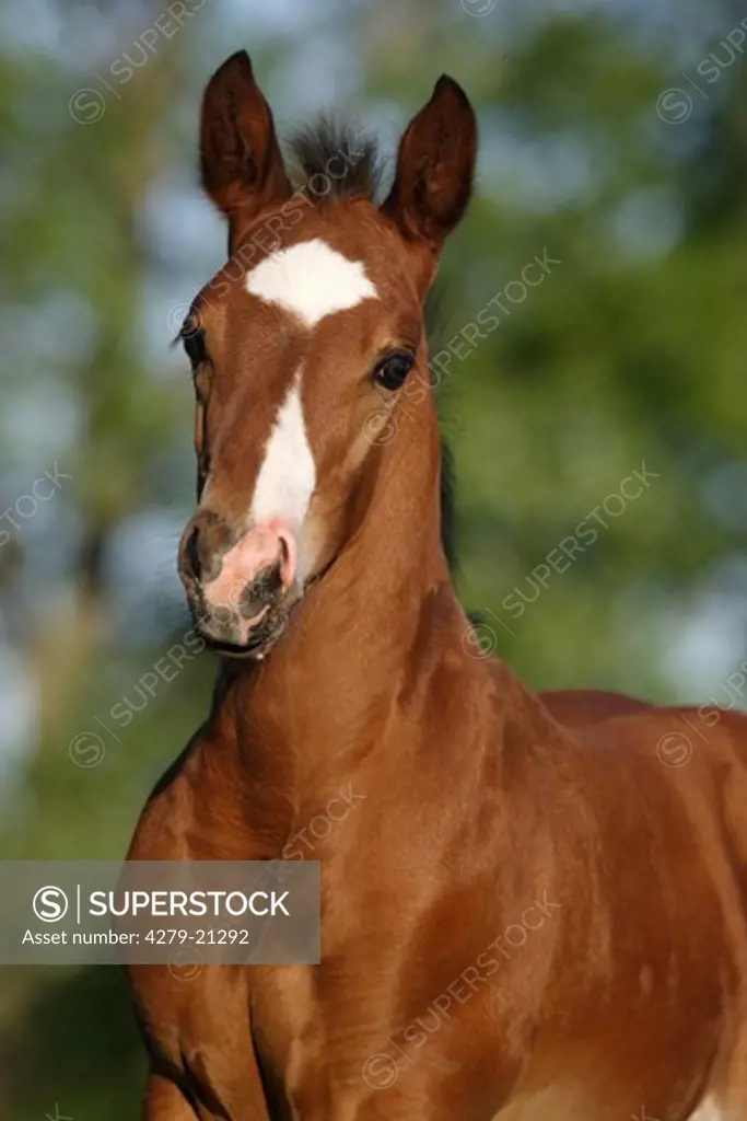 Quarter horse - foal - portrait