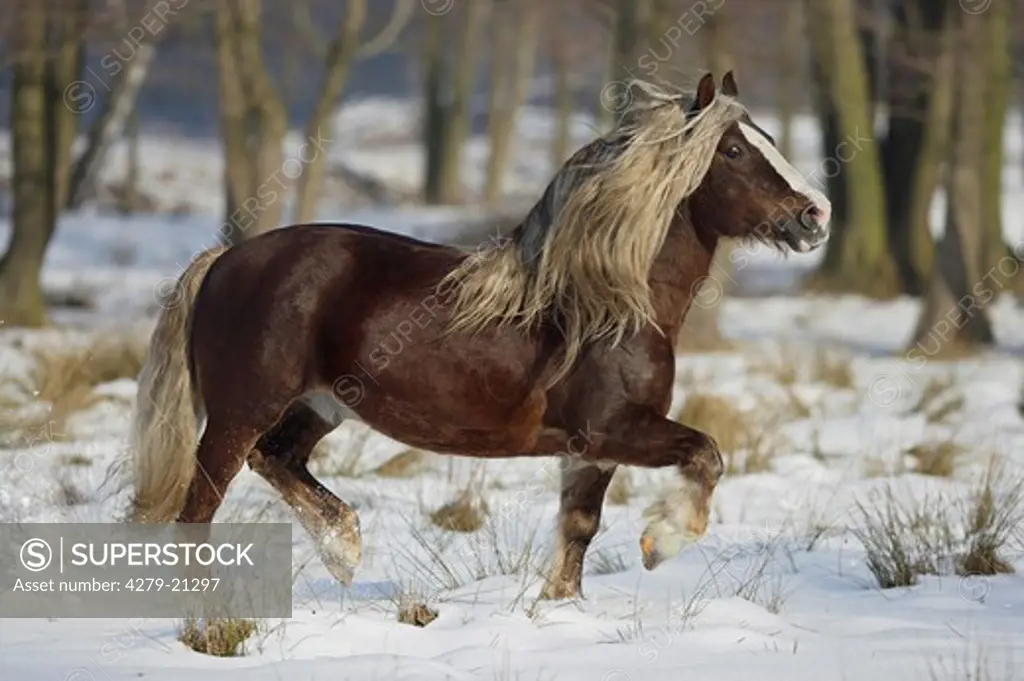 Black Forest horse - walking in snow