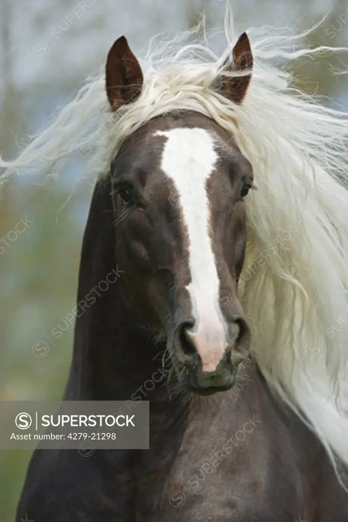 Black Forest horse - portrait