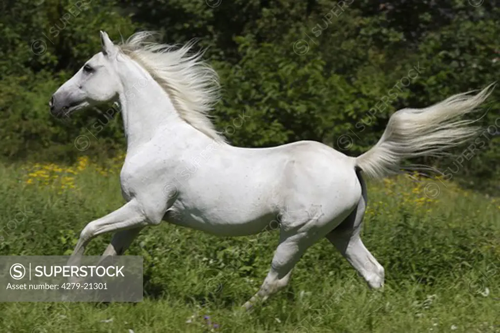 Shagya Arabian horse - running on meadow