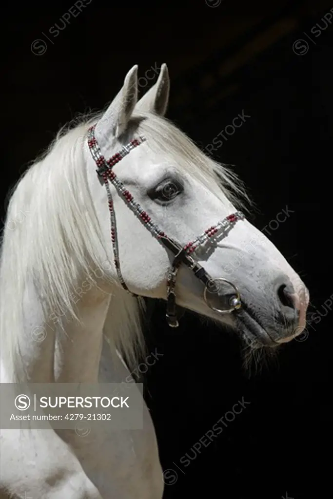 Shagya Arabian horse - portrait