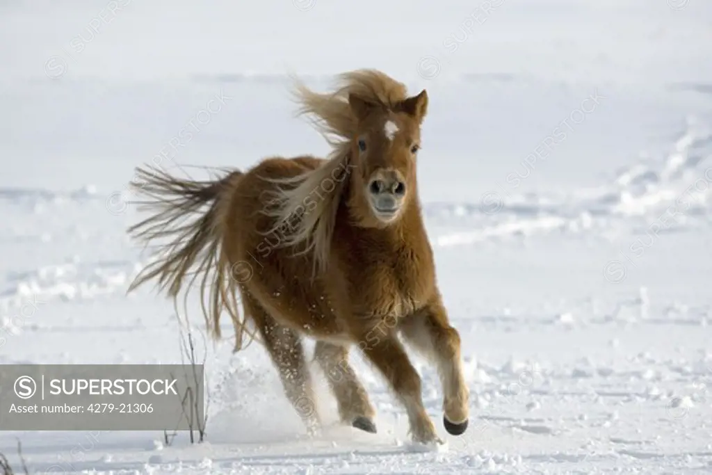 Shetlandpony - running in snow