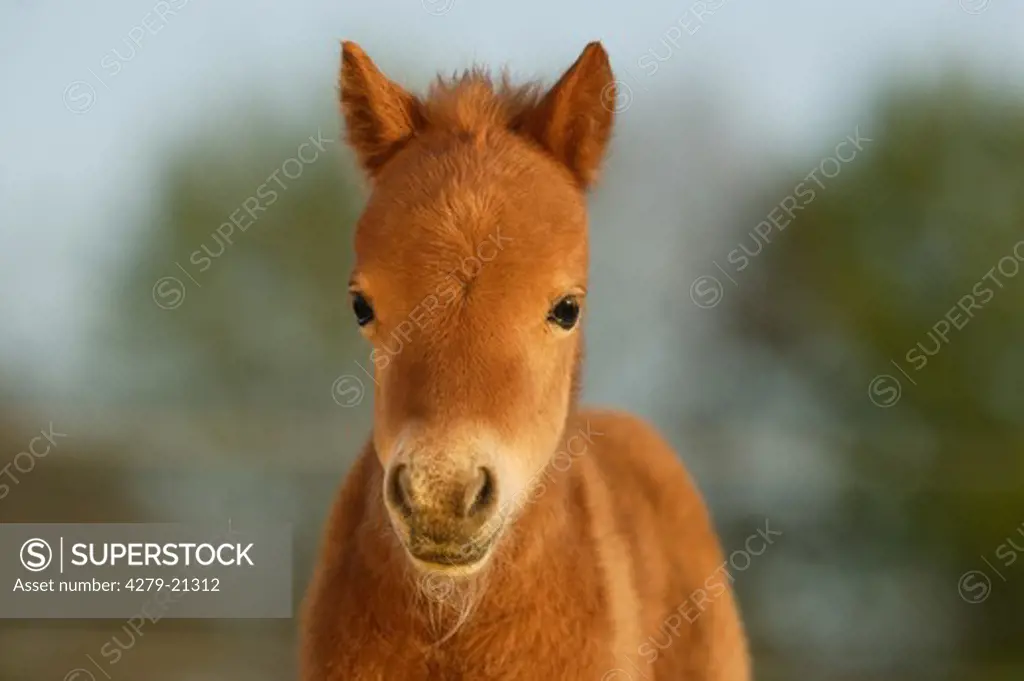 Mini Shetlandpony - foal - portrait