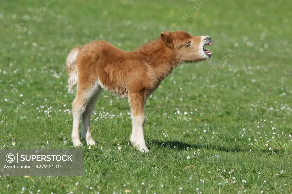 Mini Shetlandpony - foal on meadow