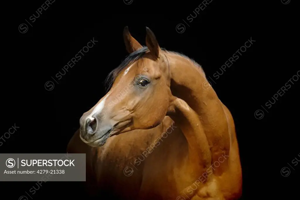 Tersk horse - portrait
