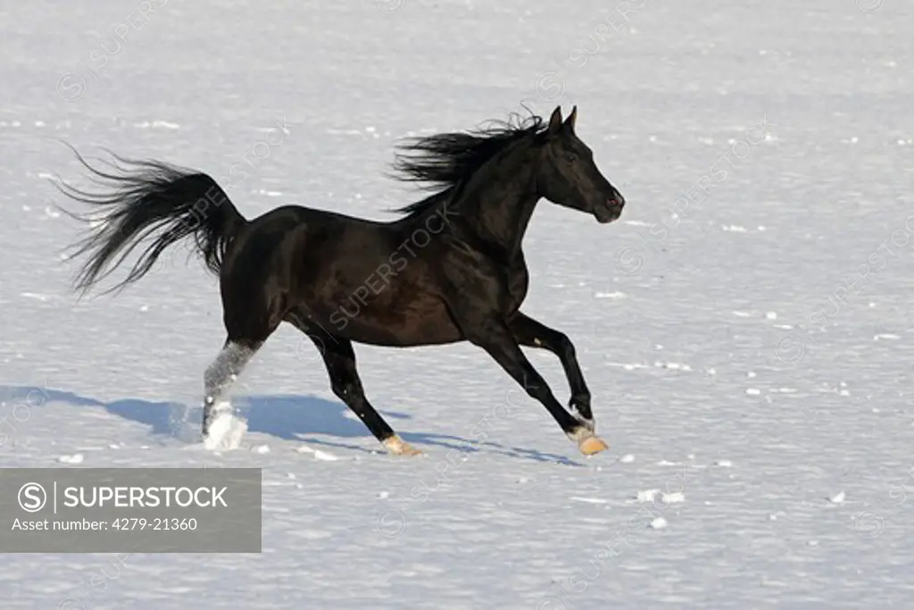 Thoroughbred Arabian horse - galloping in snow