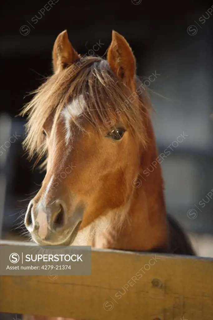 Welsh pony - portrait