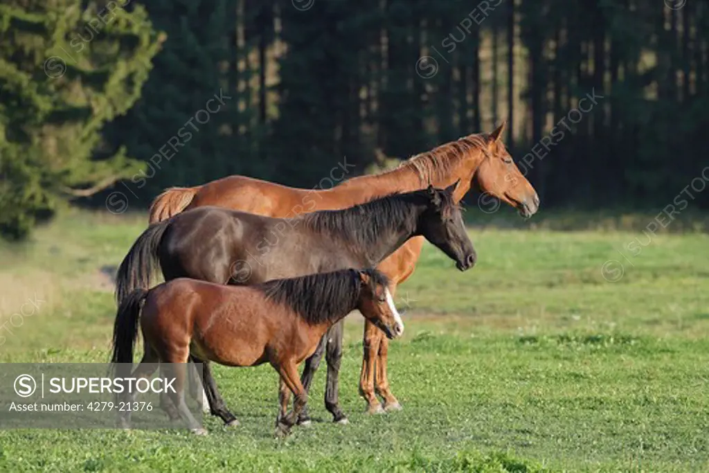 Welsh pony and warmblood horses