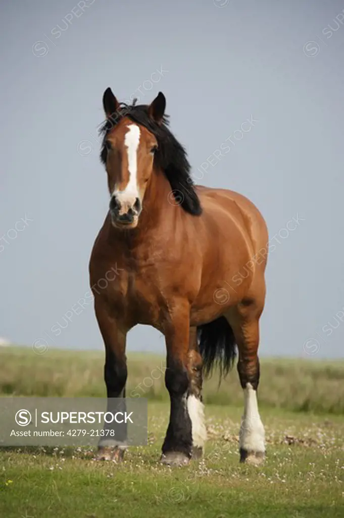 Westphalian coldblood horse