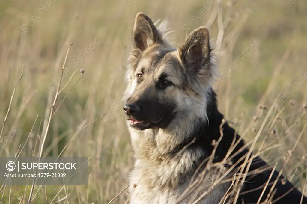 Old German Shepherd dog - portrait