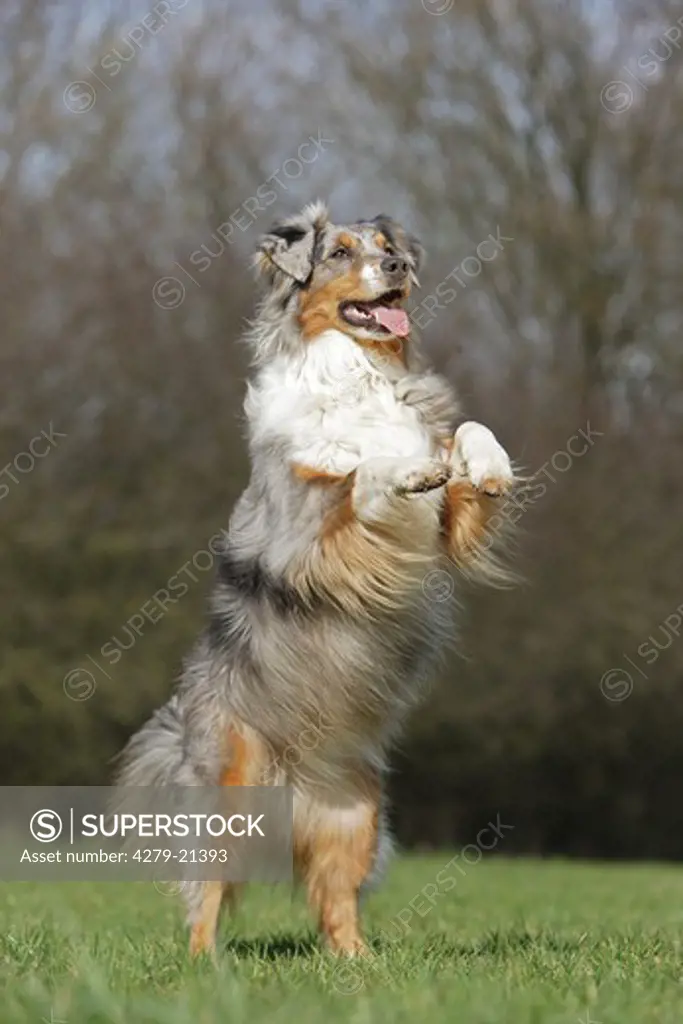 Australian Shepherd - standing on meadow