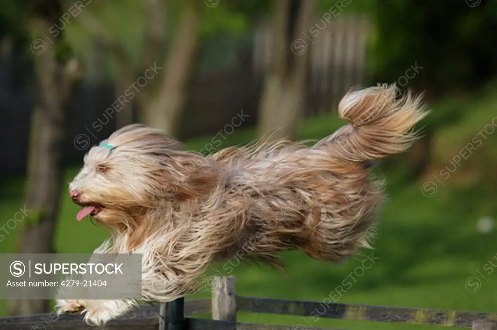 Bearded Collie - jumping
