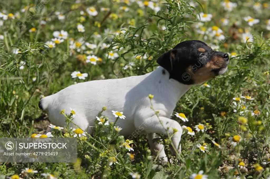 Ratonero Bodeguero Andaluz - puppy on meadow