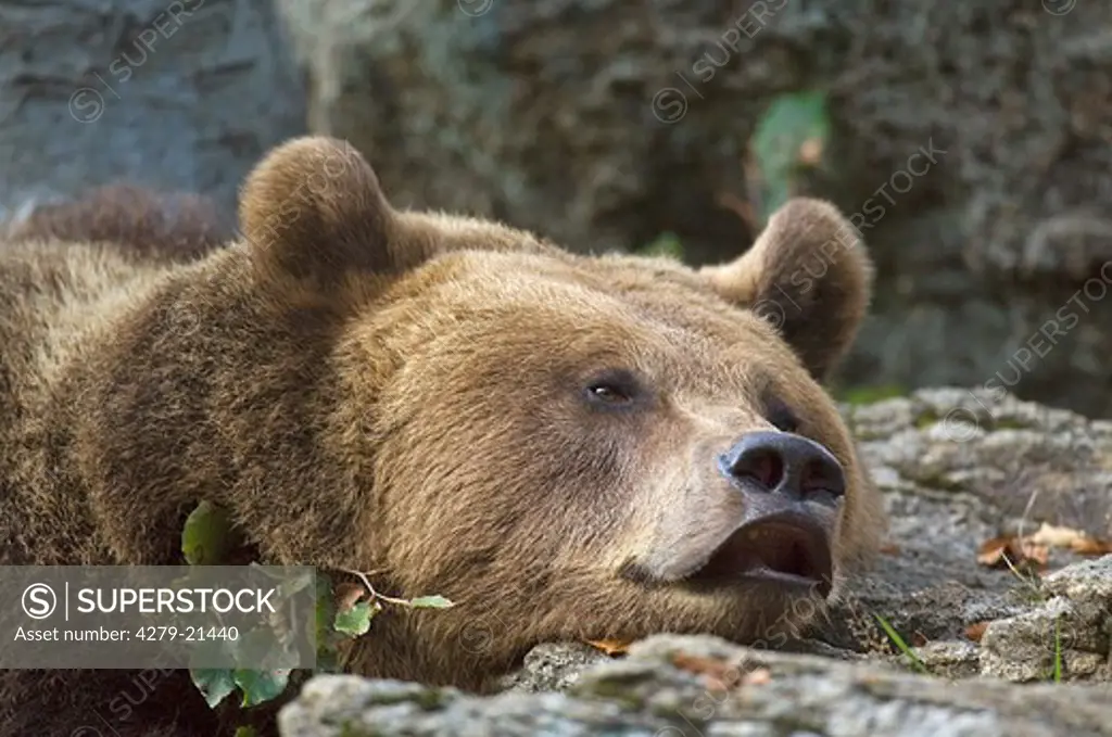 brown bear - lying, Ursus arctos