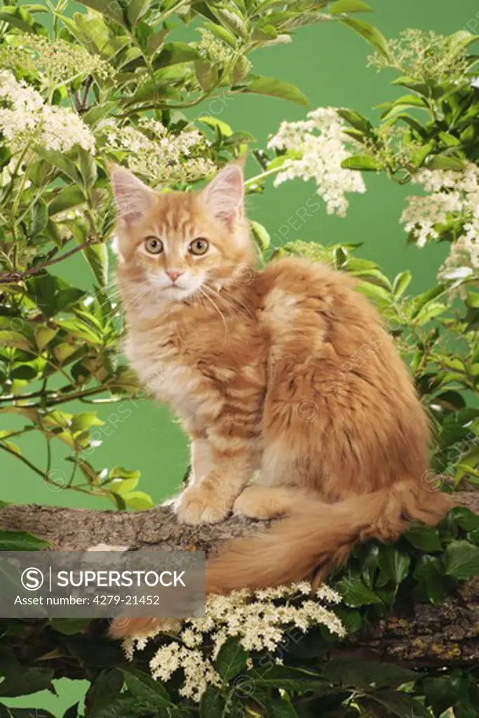 Maine Coon kitten on branch