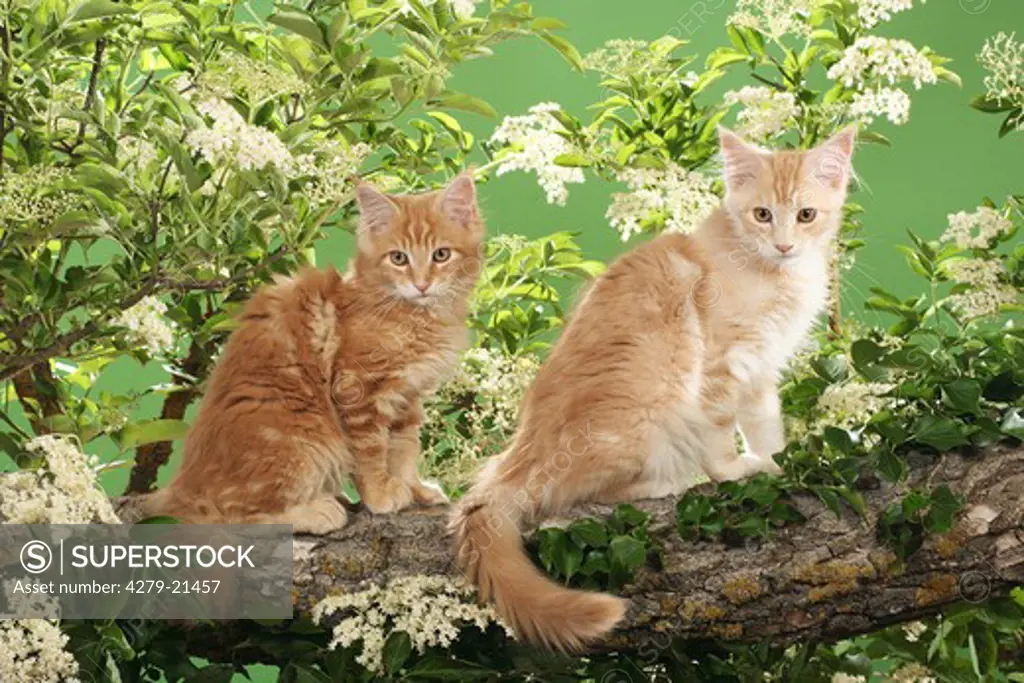 two Maine Coon kittens on branch
