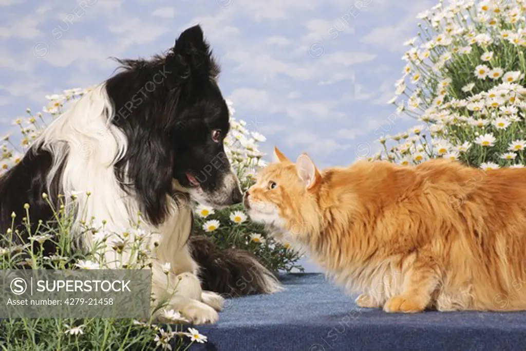 animal friendship : Border Collie and Maine Coon